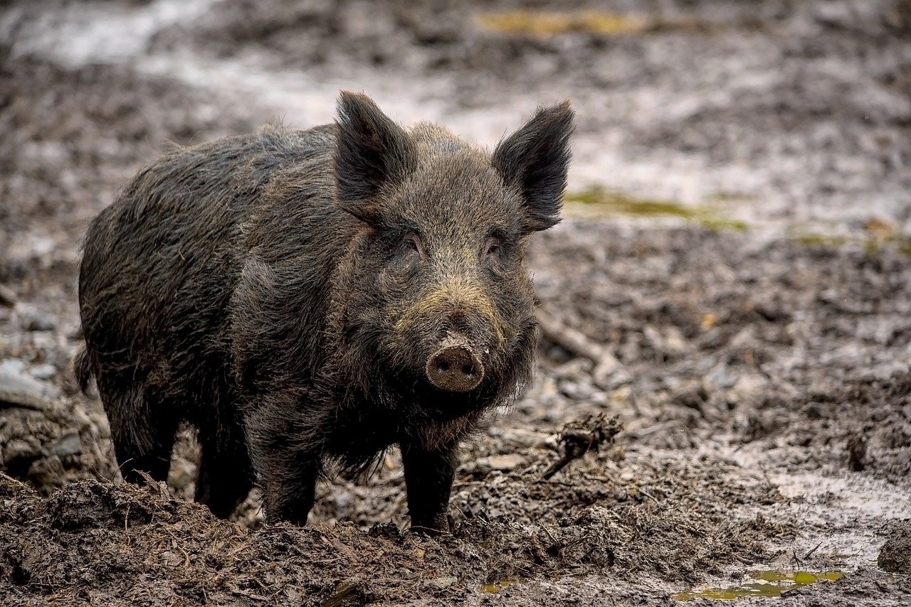 Peste porcine africaine : le SPW invite à la prudence