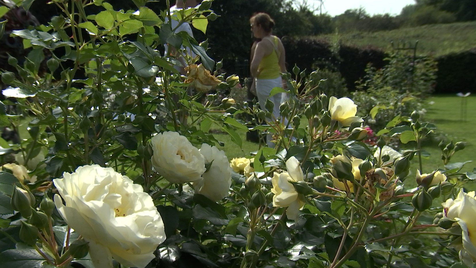 Le Roeulx : le Festival de la Rose revient ces 7 et 8 septembre