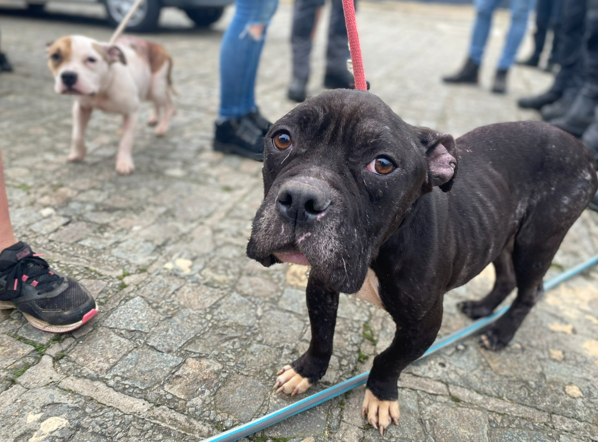 Binche : saisie de 19 chiens et 3 chats dans un élevage illégal