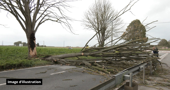 Région du Centre : plusieurs chutes d'arbres sur les routes