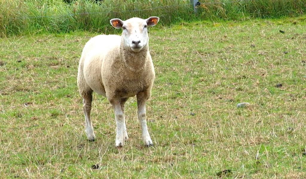 Agriculture : La région du centre, elle aussi, touchée par la maladie de la langue bleue