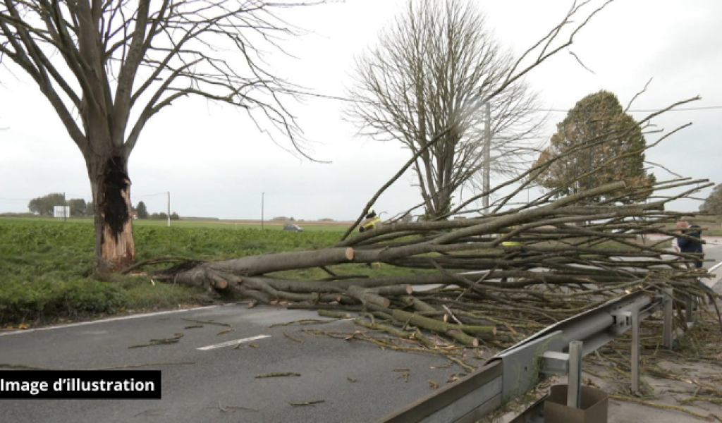 Région du Centre : plusieurs chutes d'arbres sur les routes