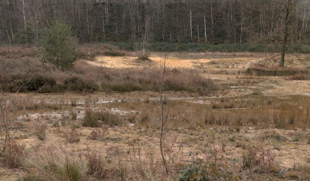 Hennuyères : l'ancienne sablière devient une réserve naturelle