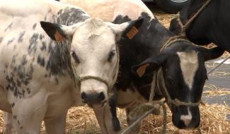 Soignies : ferme géante pour la foire agricole