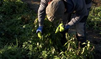 La Louvière : de la graine à la conserve