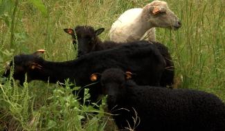 La Louvière : des moutons à Jolimont