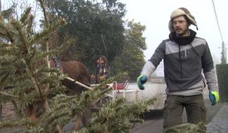 Casteau : un cheval de trait qui ramasse votre sapin 