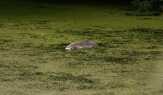 Seneffe : Les carpes se meurent dans le vieux canal Charleroi-Bruxelles