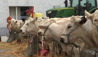 Soignies : la foire agricole est de retour