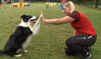 La Louvière : 3ème et 4ème place au championnat du monde junior d’agility pour Pauline Pellichero