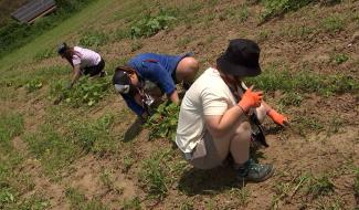 Horrues : des scouts carolos aident à la Ferme de l'Escole