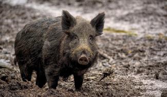 Peste porcine africaine : le SPW invite à la prudence