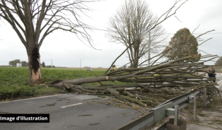 Région du Centre : plusieurs chutes d'arbres sur les routes